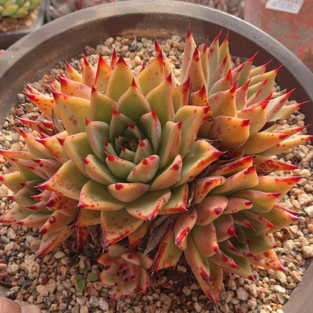 142黄皮玛利亚德华多肉