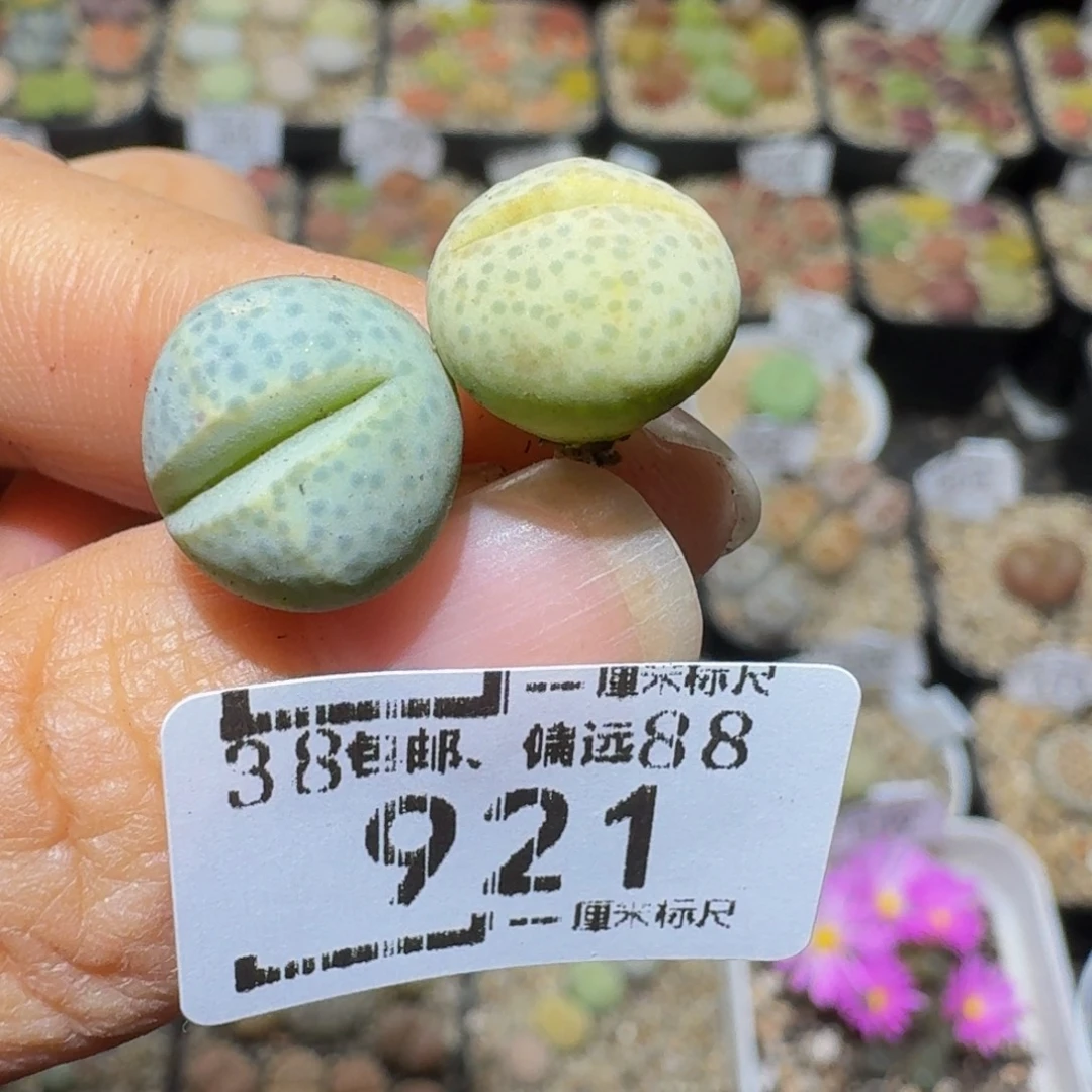 胖***胖Ssss精品生石花921