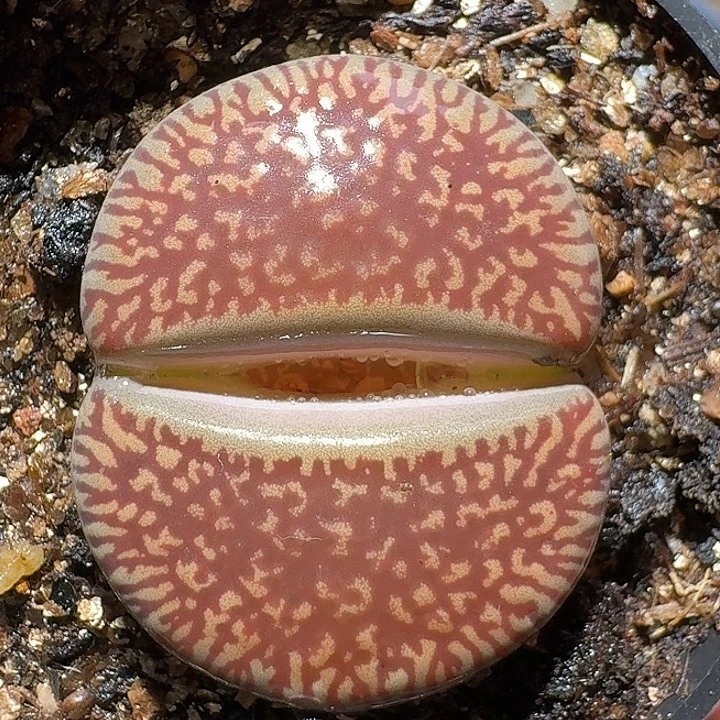 生石花1111222。   117