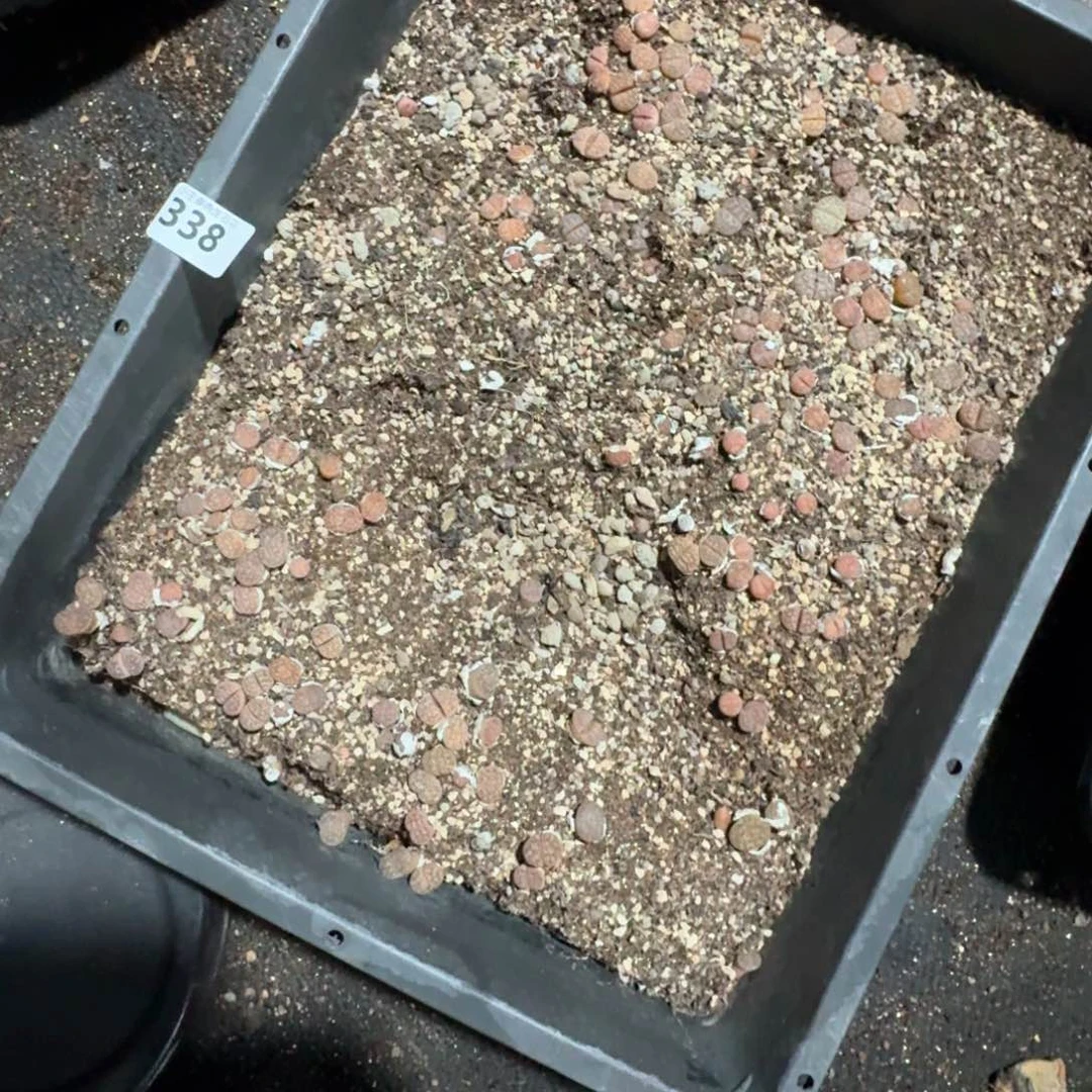 338。多肉植物脱土发货