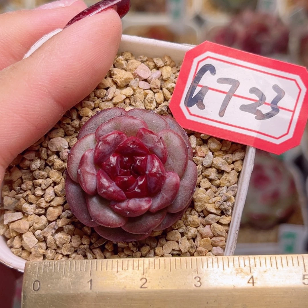 G723一物一拍 情人梅