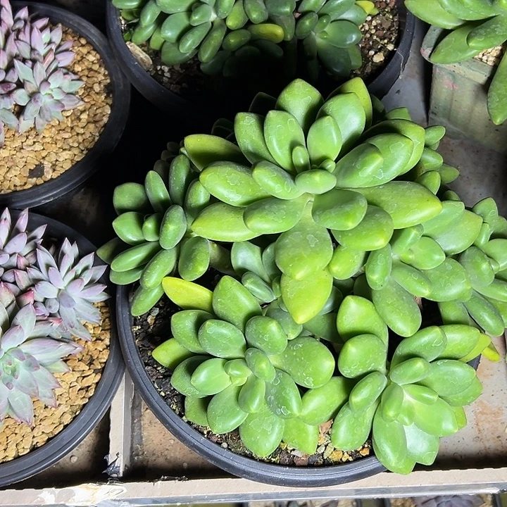 超大芒果奶群生手捧