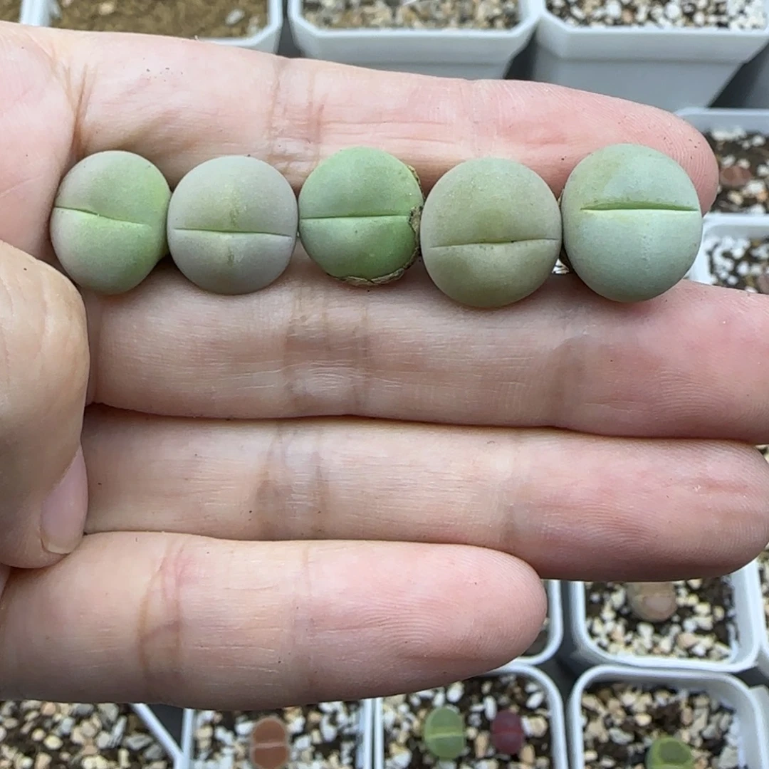 646清框福利30包邮