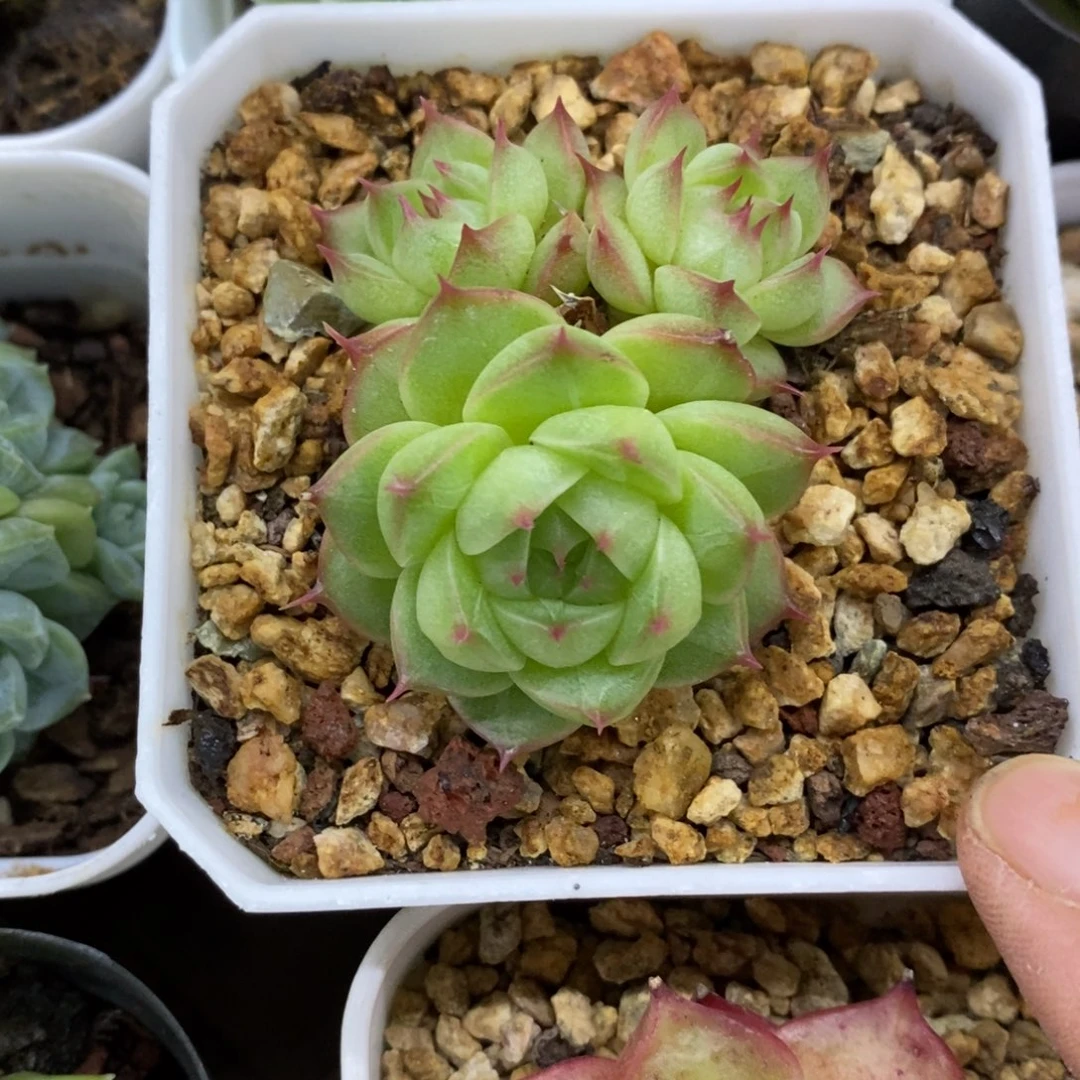 精品多肉一物一拍不包整473