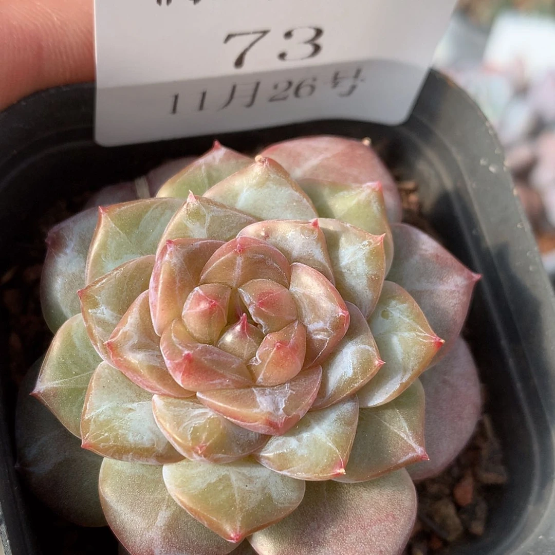 【闪购商品】云73号