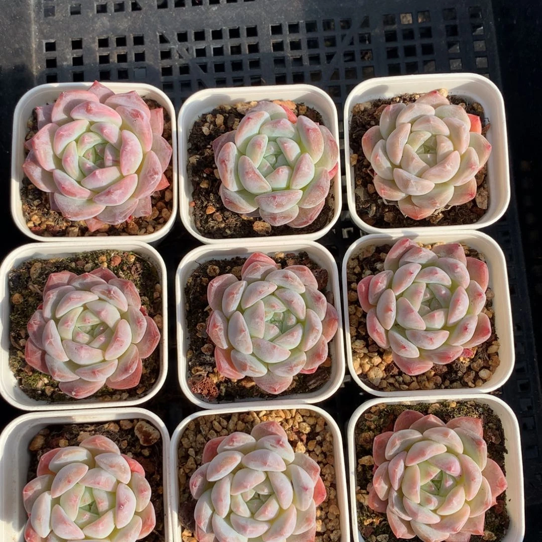 1208-112 糖心新品套餐一组