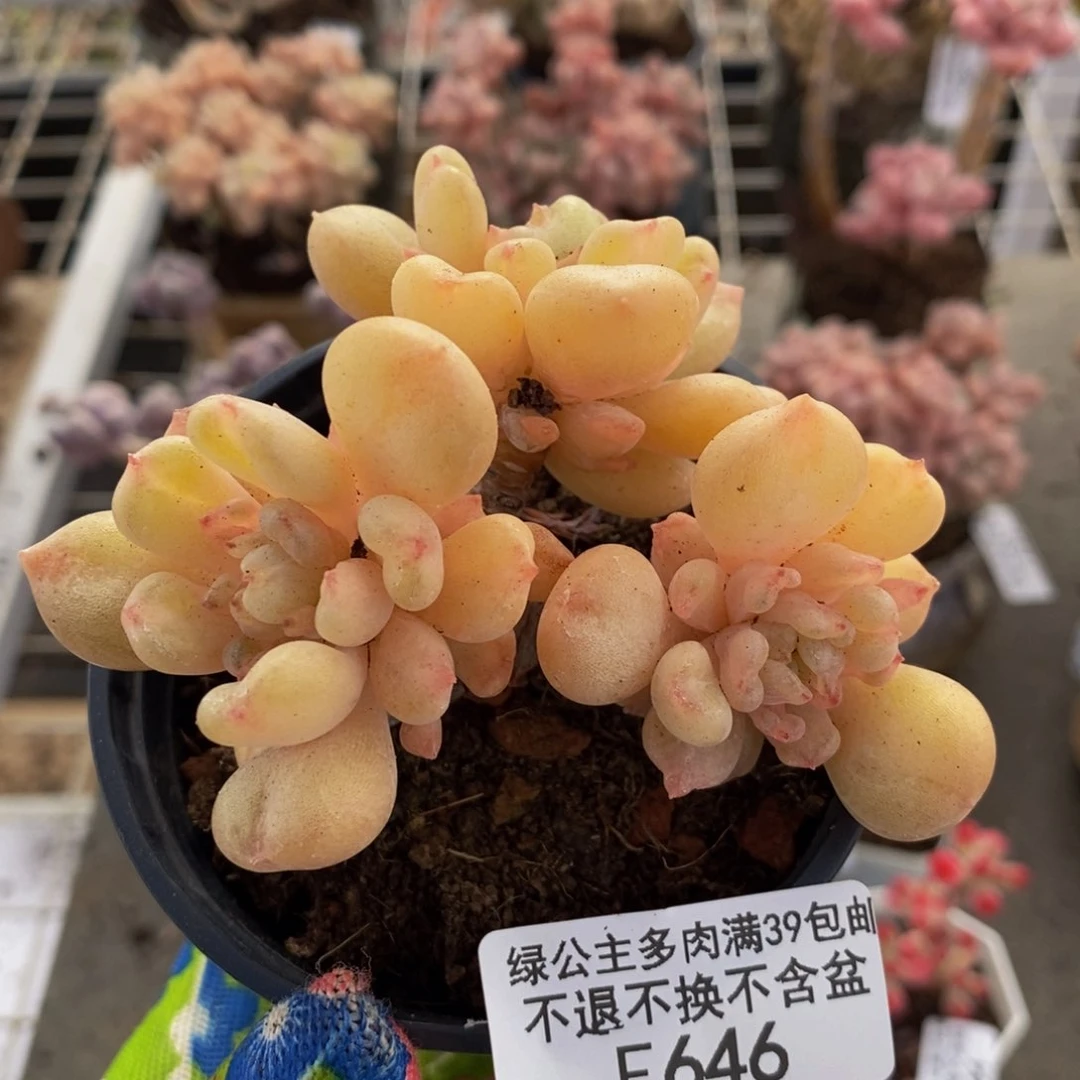 比尔盖茨646/8c m