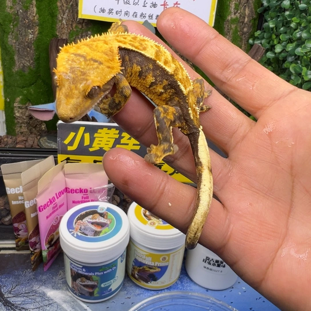 睫角守宫超黑底奶油三色