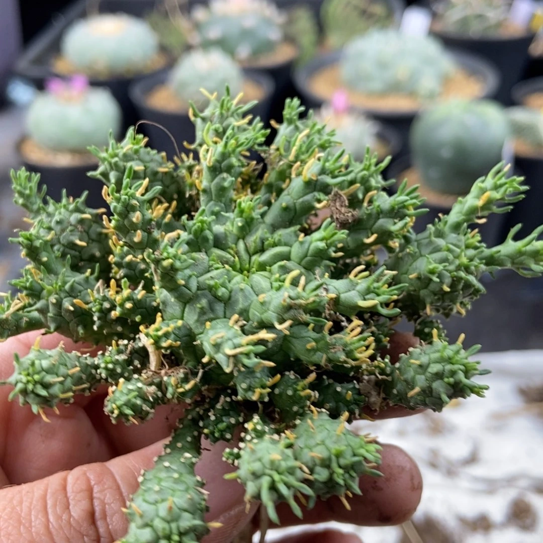 熊*文大戟科多肉植物的品种
