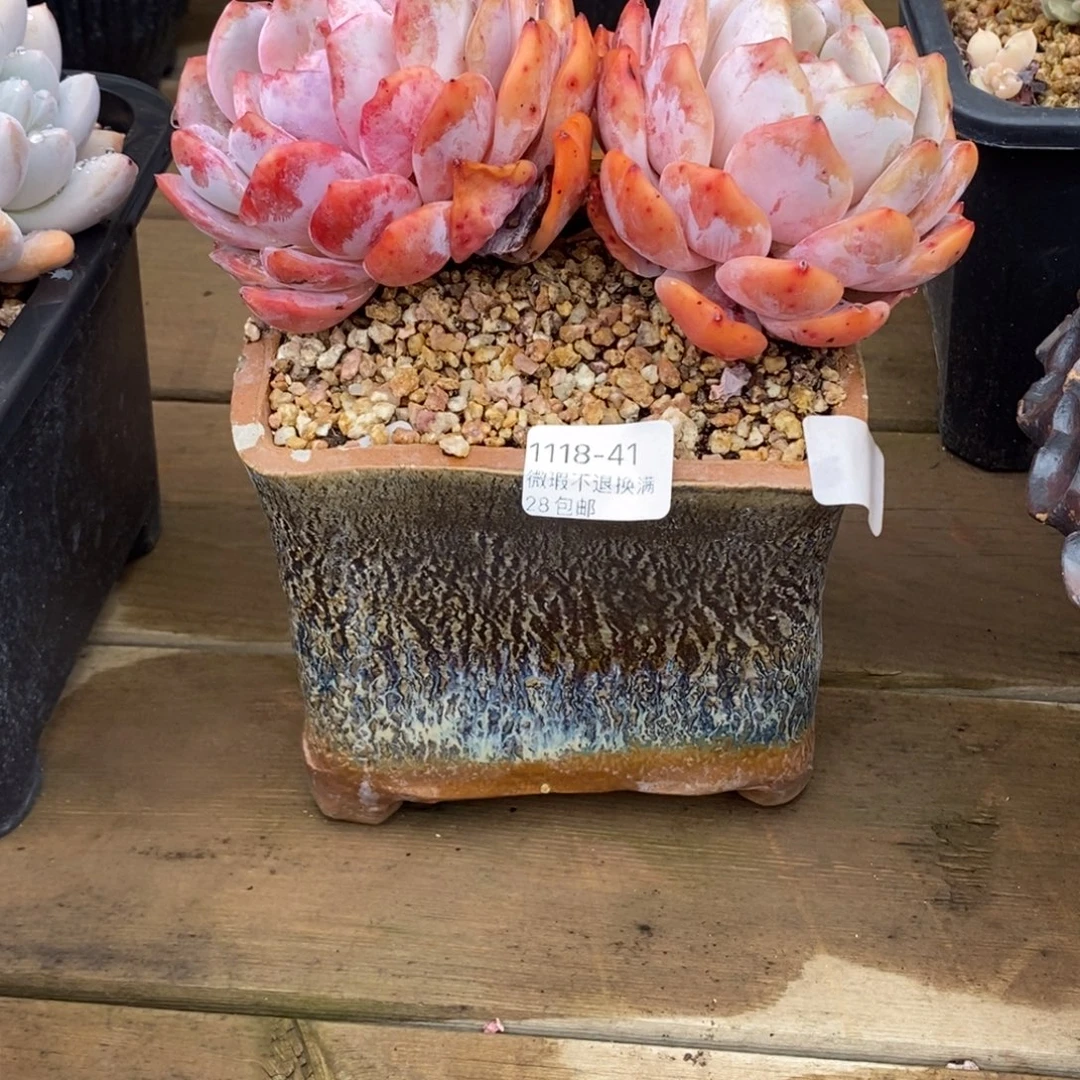 苹****41号花盆连肉一起福利