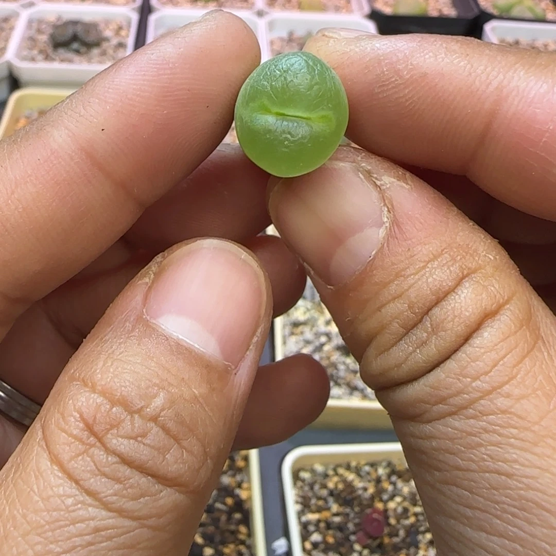 纽扣绿安格尼斯多肉植物
