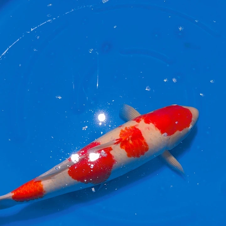 锦鲤红白专拍链接