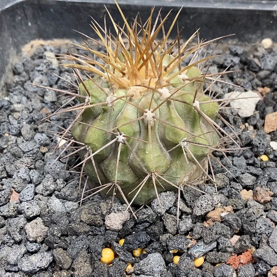 实生逆鳞丸仙人球