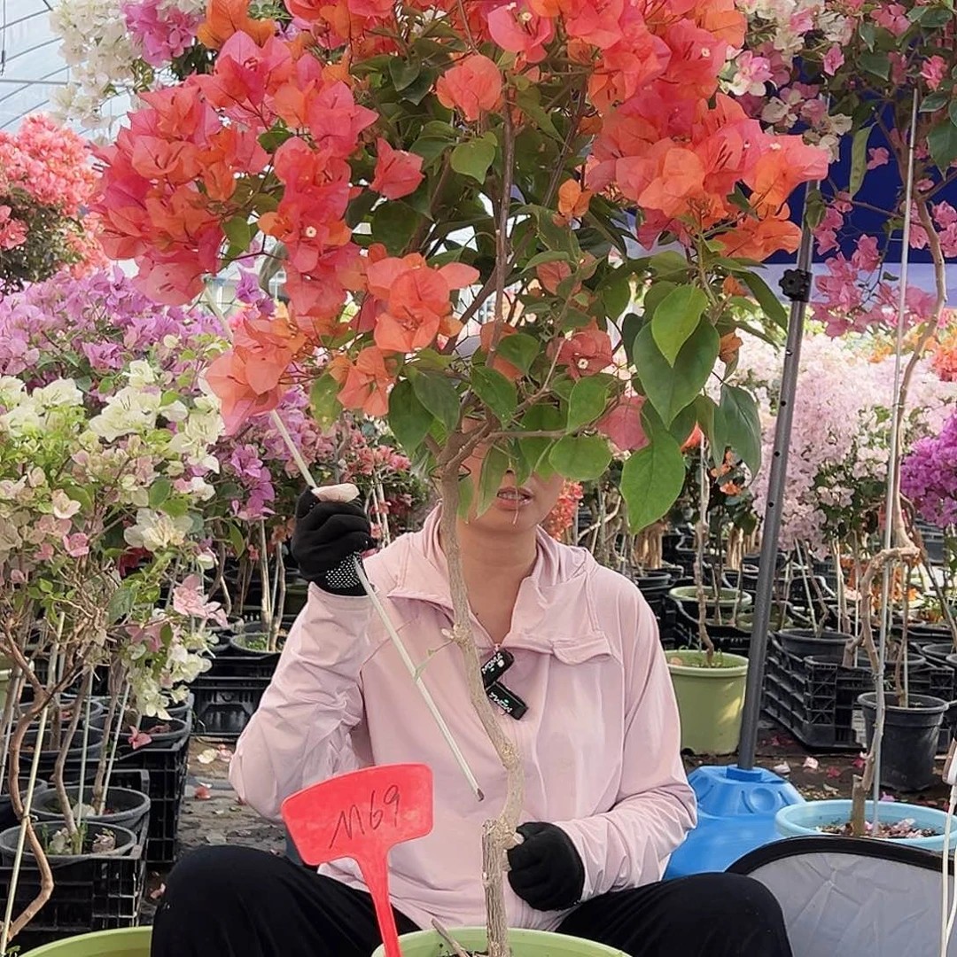 龍***3大部分花苞少量开放M69波妹