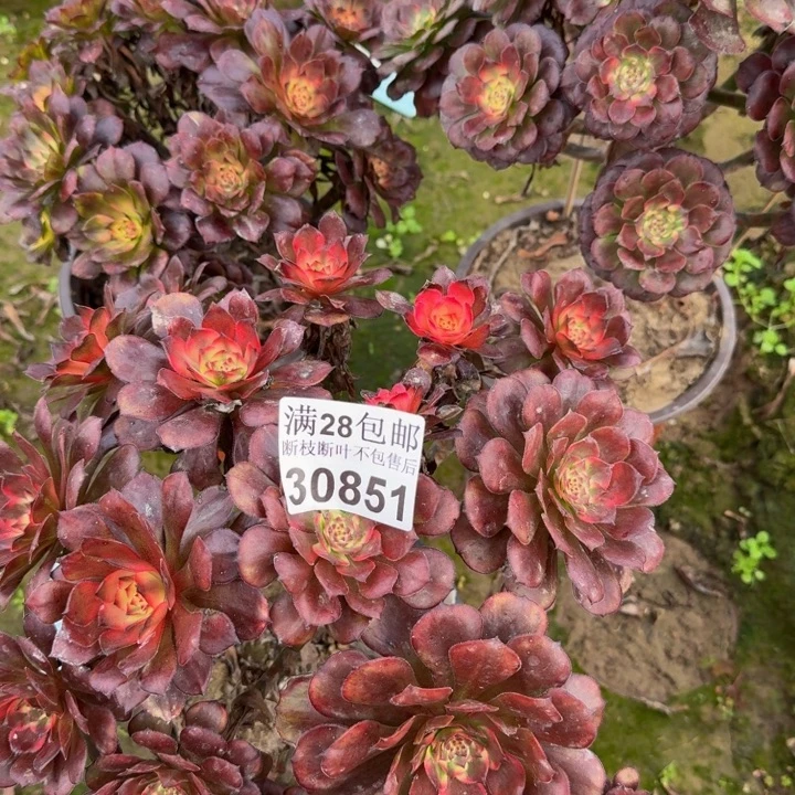 30851烟花三颗不包断枝