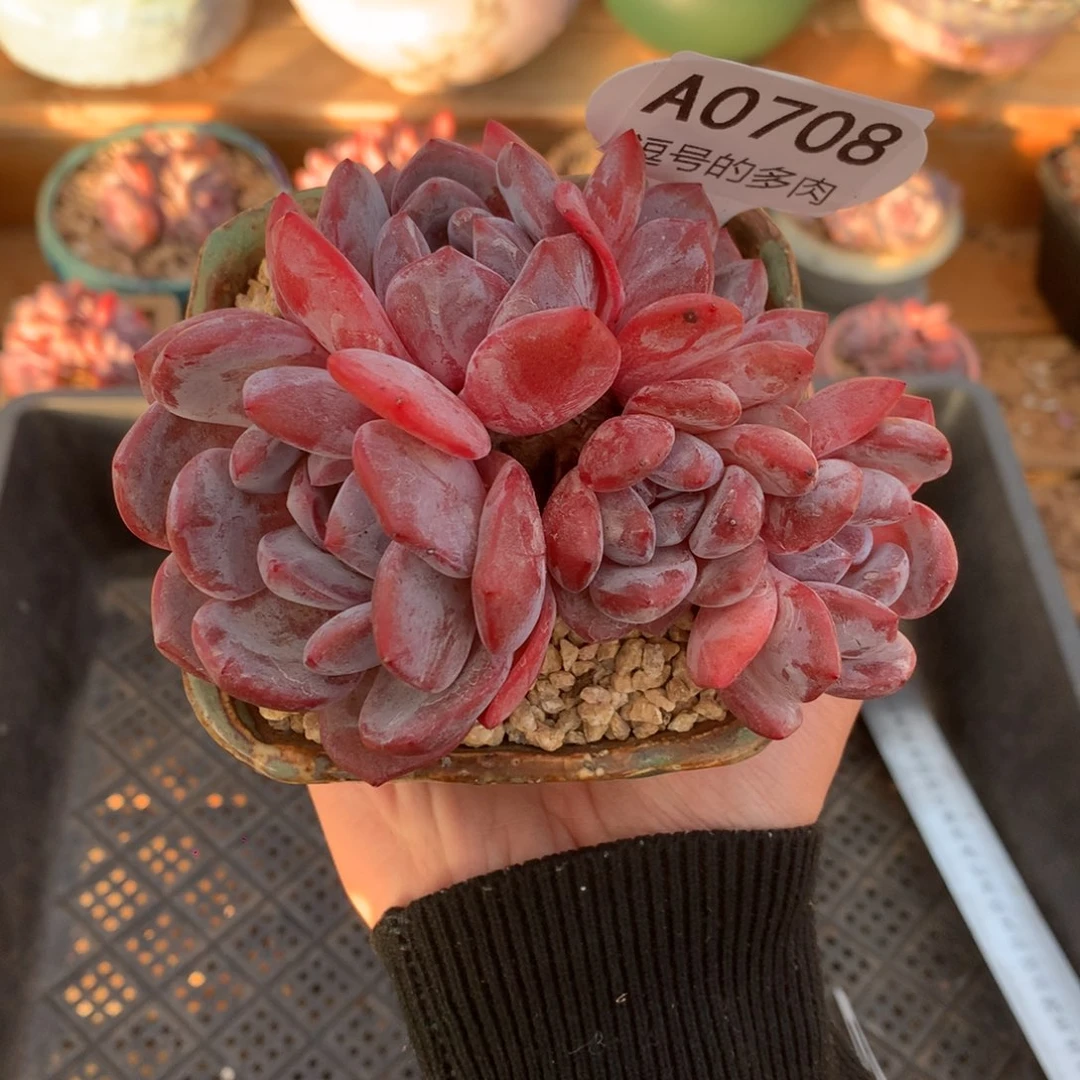 A0708 橙梦露群生 无砍 11cm