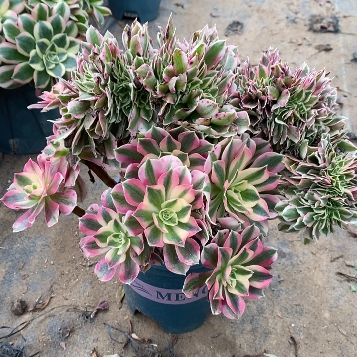 粉女巫缀11多肉植物法师法师