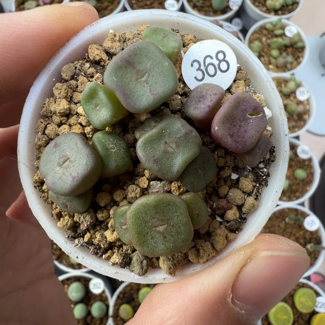 紫方碗1颗脱土3680000