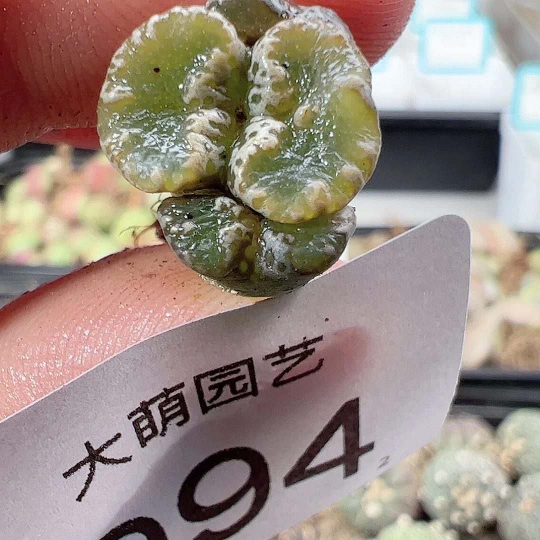 0000994 一物一拍……