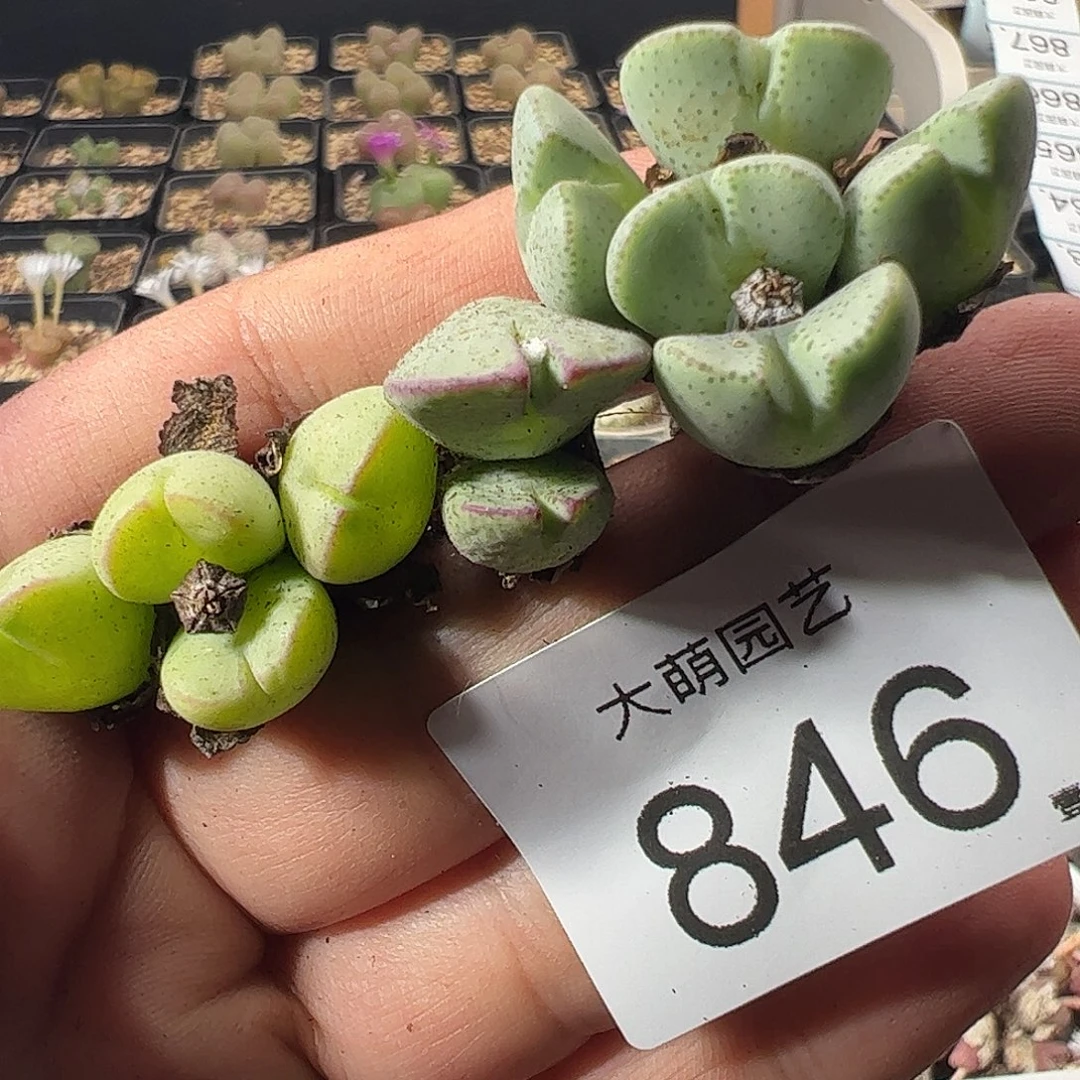 一物一拍。      846