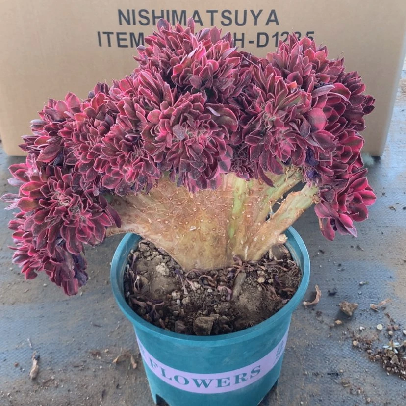 【闪购商品】特价微瑕不售后09