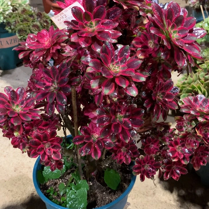 692冰淇淋多肉植物特价