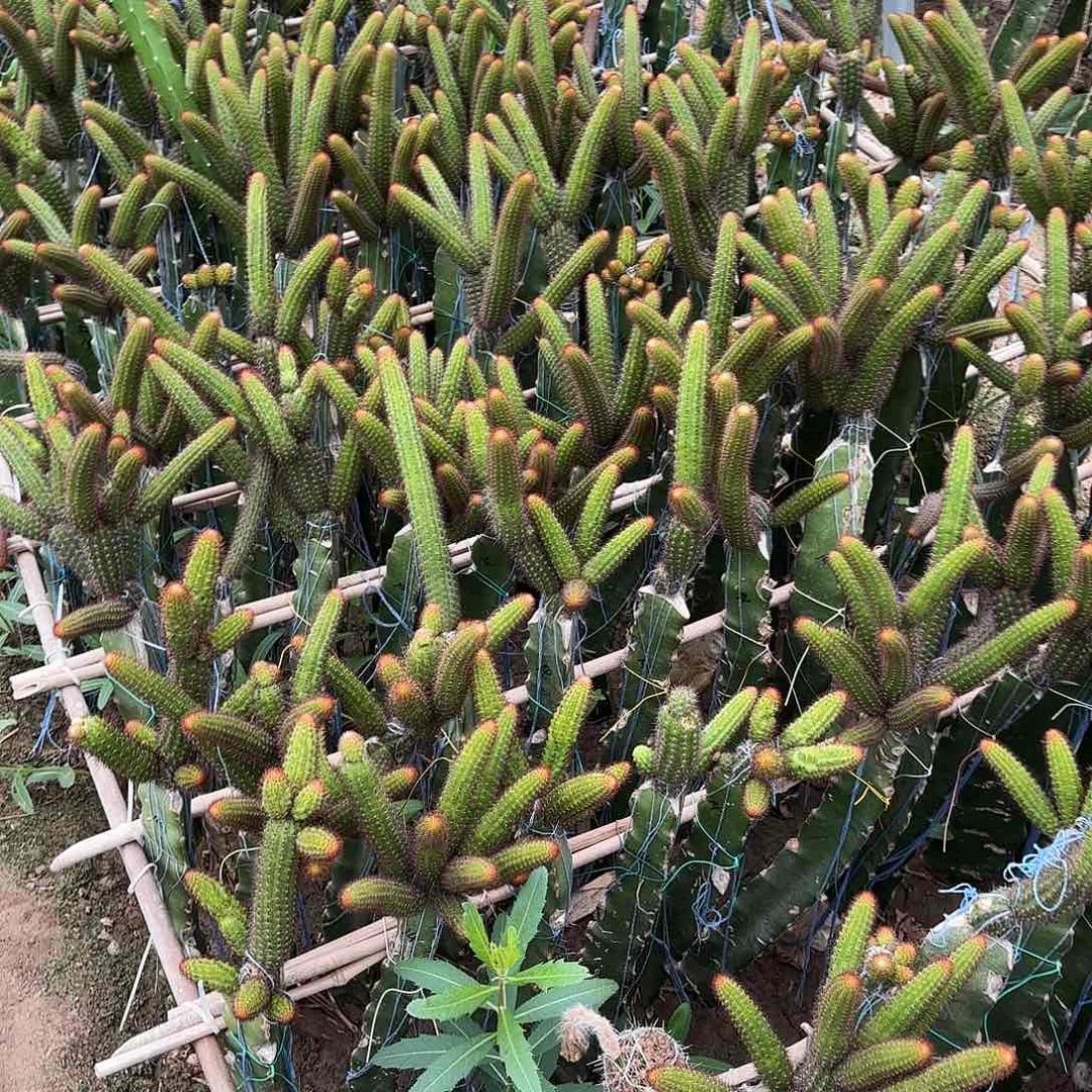 6颗品金妞侧牙20包邮