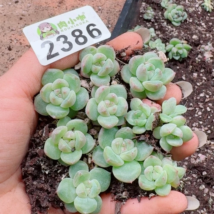 多肉植物多肉植物