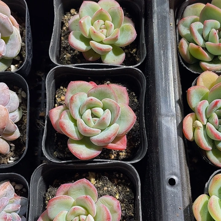 单头泡芙带盆土发