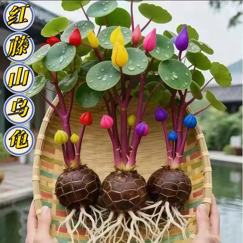 山乌龟爬藤植物盆栽室内红藤圆叶金不换阳台花园多肉块根花卉水培