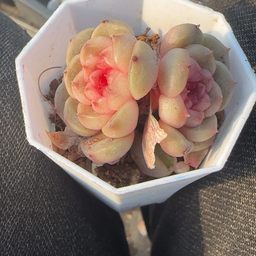 多肉小卡拉米糖心一物一拍