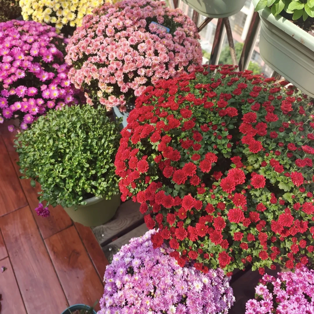 颜色不选球菊【加仑盆】盆栽多年生庭院阳台新手易养护爆花强发货快