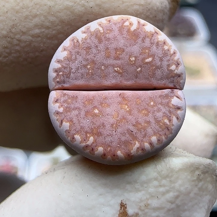 877豹纹饼干福利福利