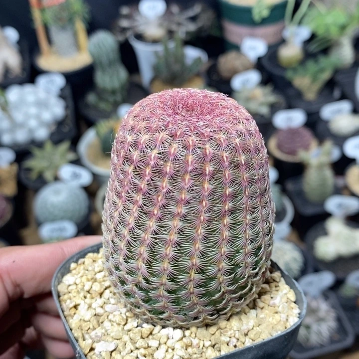 L*专拍301号红太阳