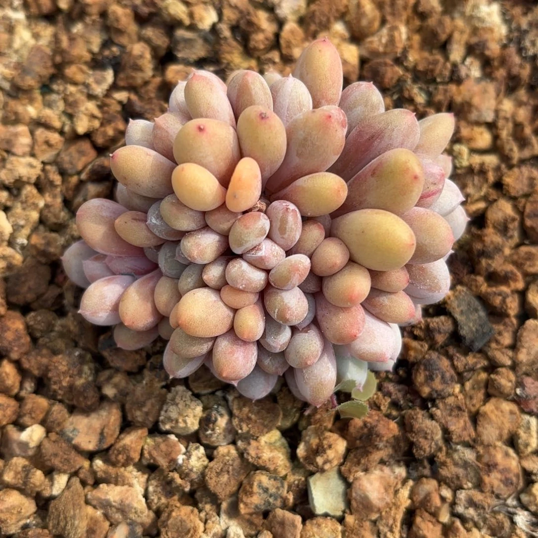 布羞妹妹的香香雪回去