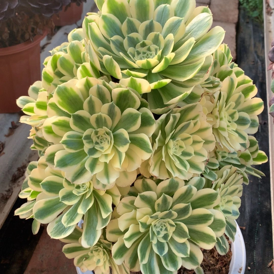 迈巴赫，多肉植物的