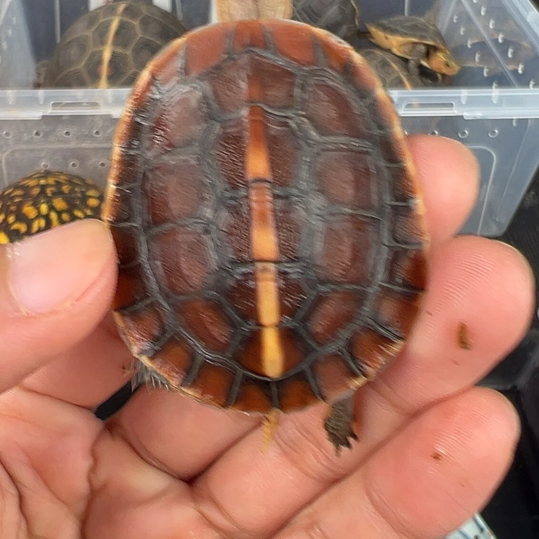 母神****_安安安苗