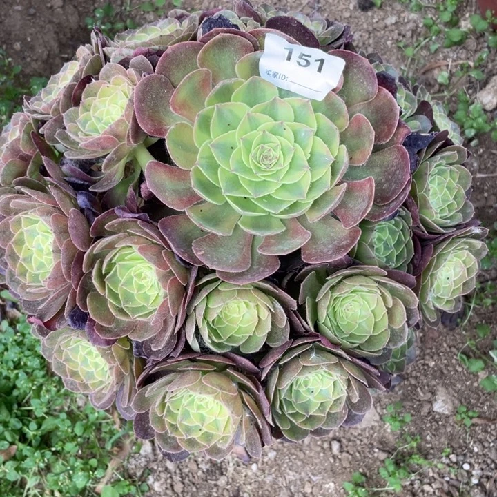 玉***蓉151；多肉植物雨荷7月15号延长发货