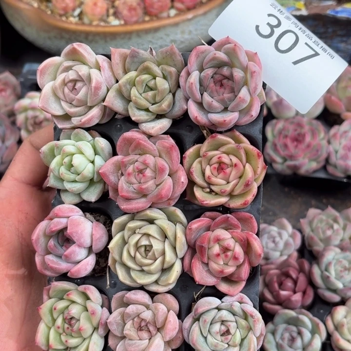 307。