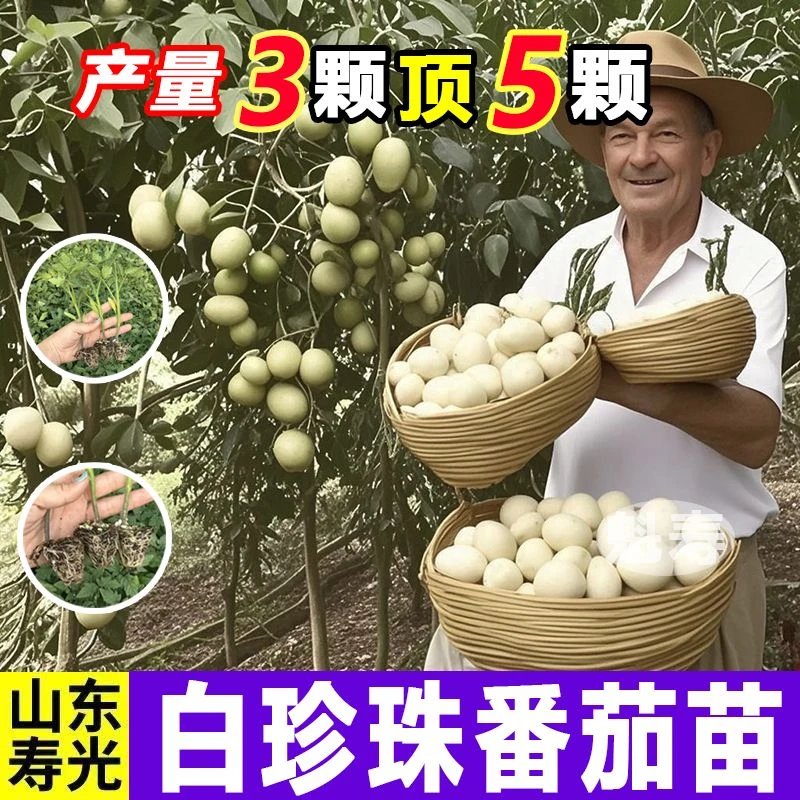 白珍珠圣女果苗白砂糖樱桃番茄种子苗西红柿种子蔬菜种苗种籽盆栽