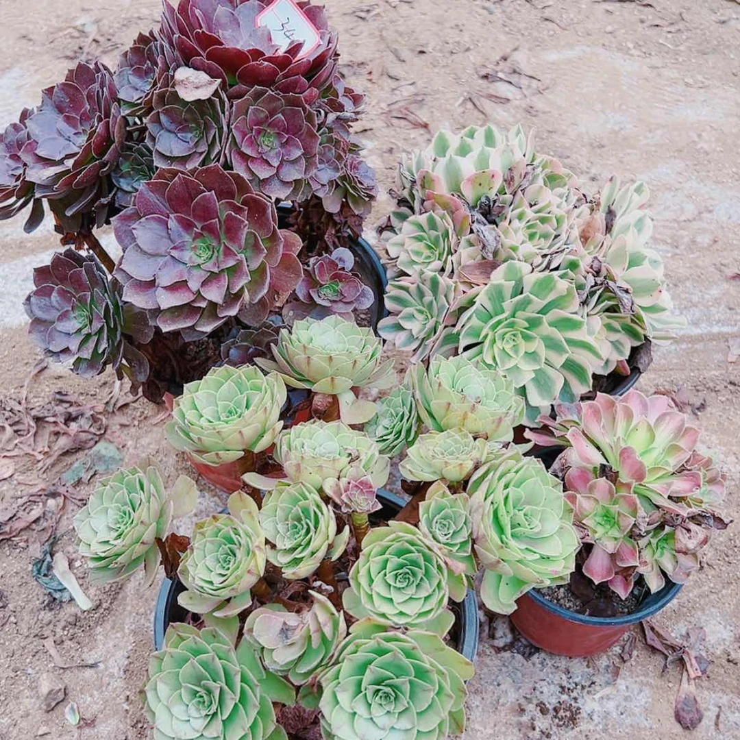 【闪购商品】无花朵34号套餐4颗多肉植物无售后