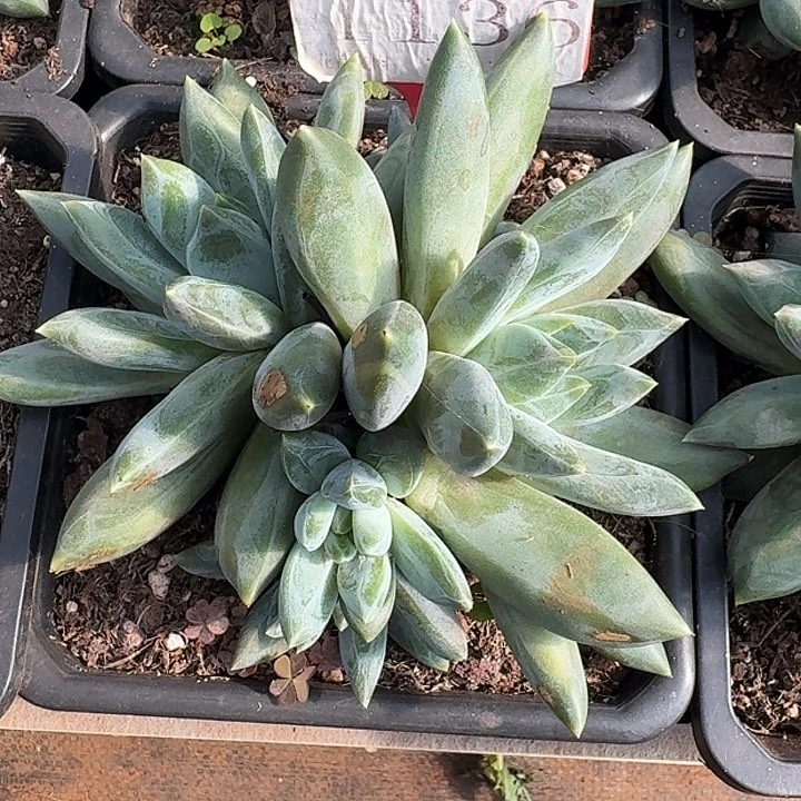 重楼1136多肉植物