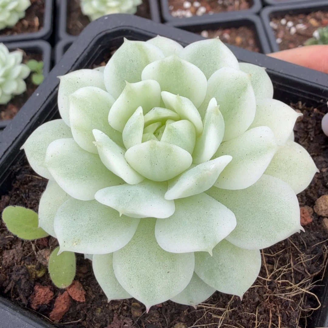 静夜几腹轮锦一刻模特