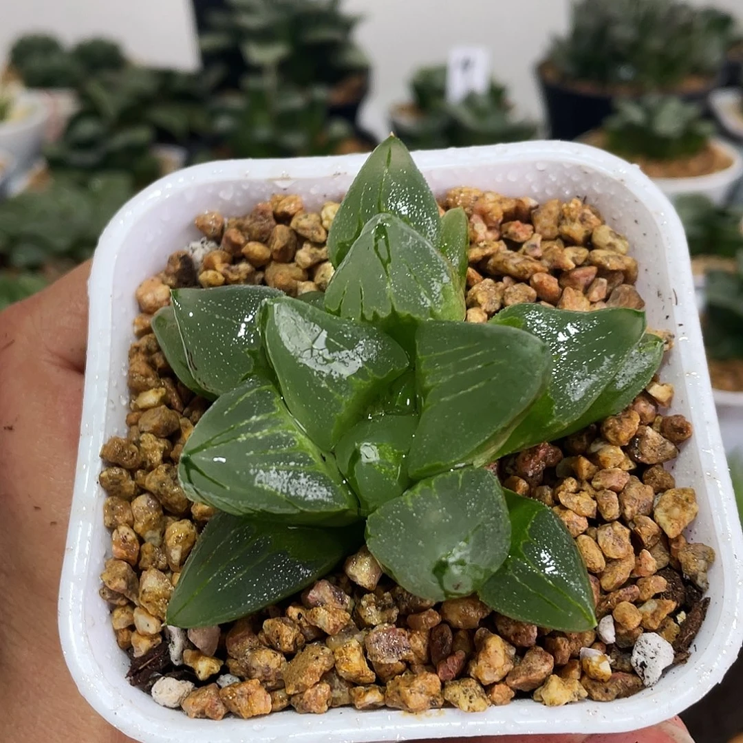 白色万象盆冰城寿