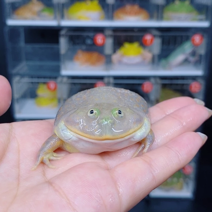 角蛙恭喜发财大吉大利