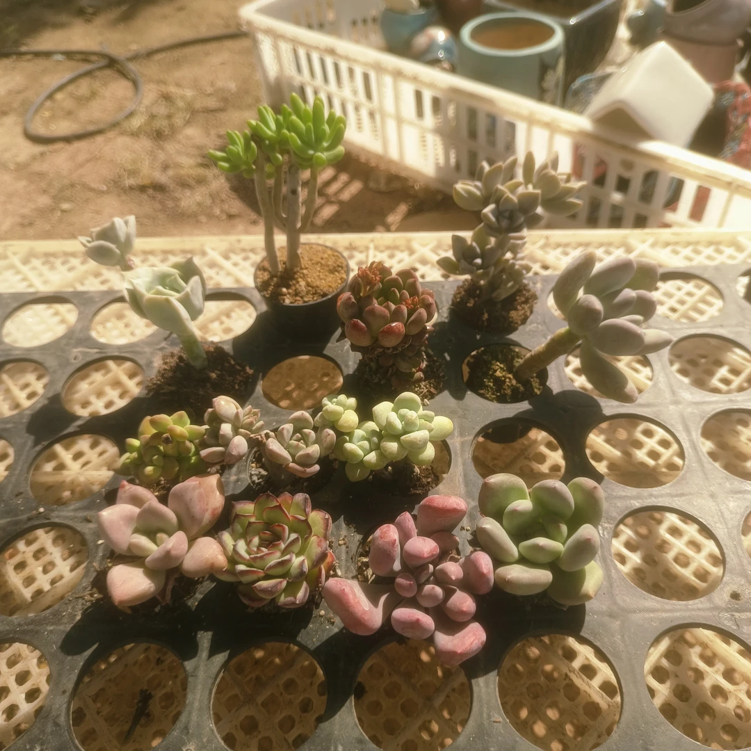 12颗包邮套餐！发货和图片上一模一样！种拇指盆！