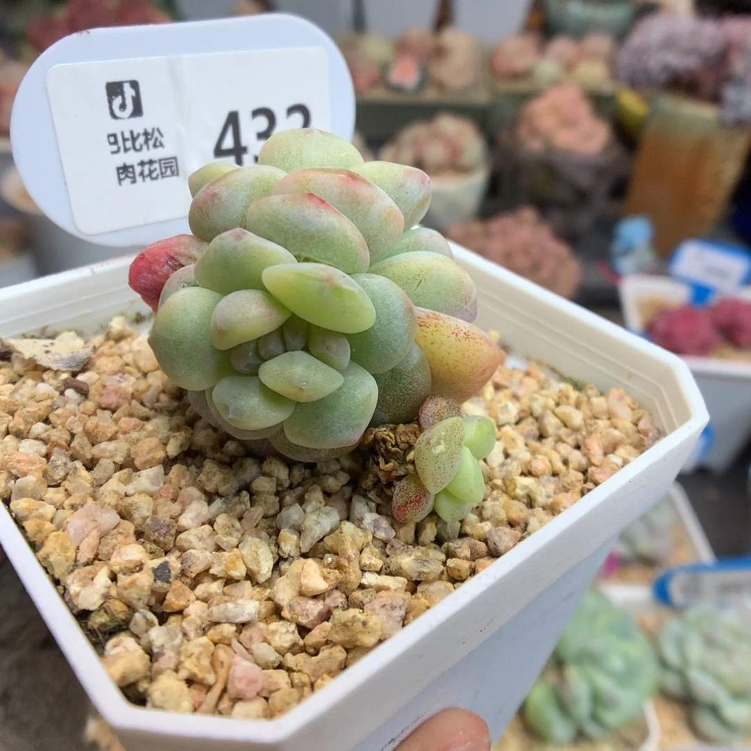 432四头冰玉石化多肉