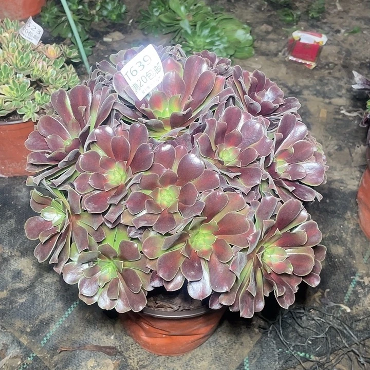 639华纳锦多肉法师多肉