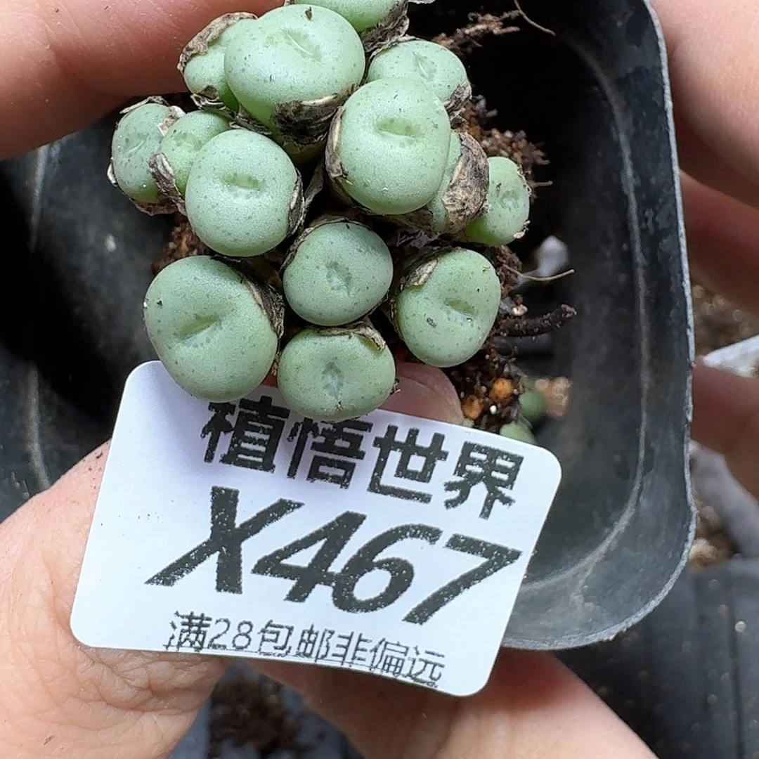 多肉植物的润泽和风格