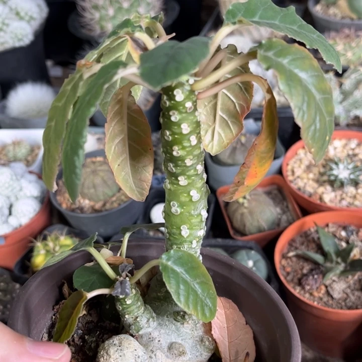 林**知琉桑一物一拍实生